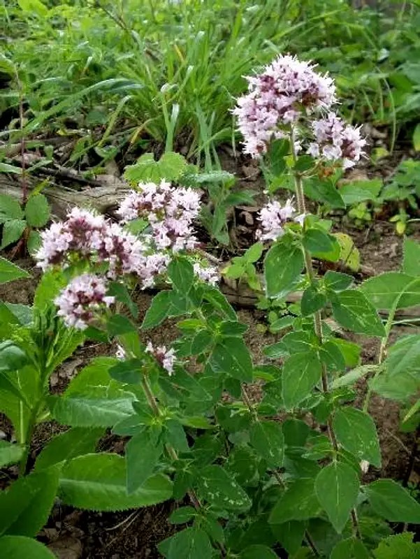 Wild Oregano Photos, Diagrams & Topos SummitPost