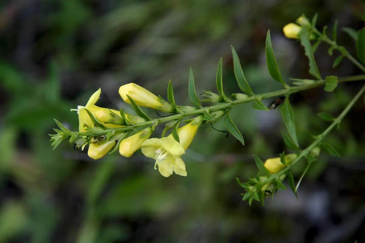 Yellow Wildflower Photos, Diagrams & Topos SummitPost