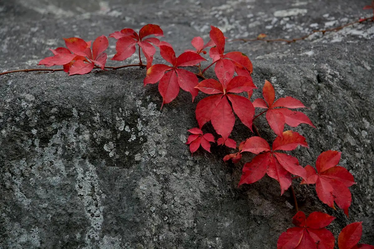Virginia Creeper Photos, Diagrams & Topos SummitPost