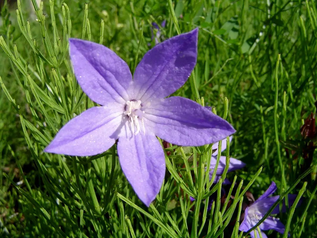 Purple Star Flower Photos, Diagrams & Topos SummitPost