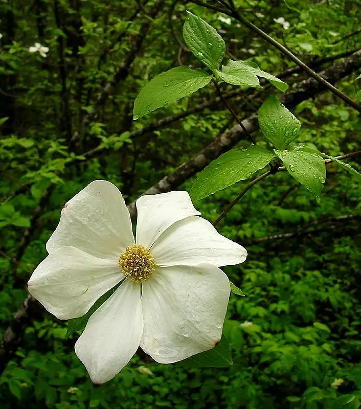 Pacific Dogwood B.C.'s Flower Photos, Diagrams & Topos SummitPost