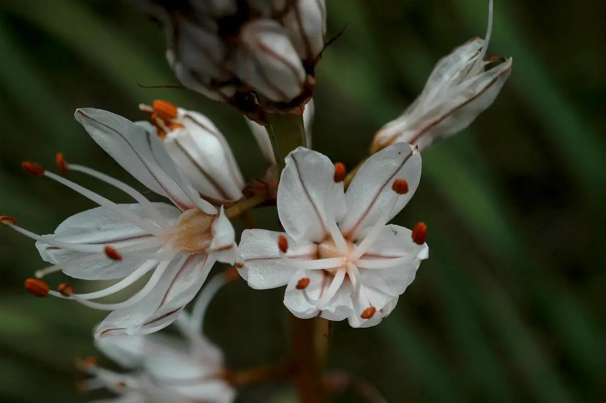 Spain wild flowers Photo Albums SummitPost