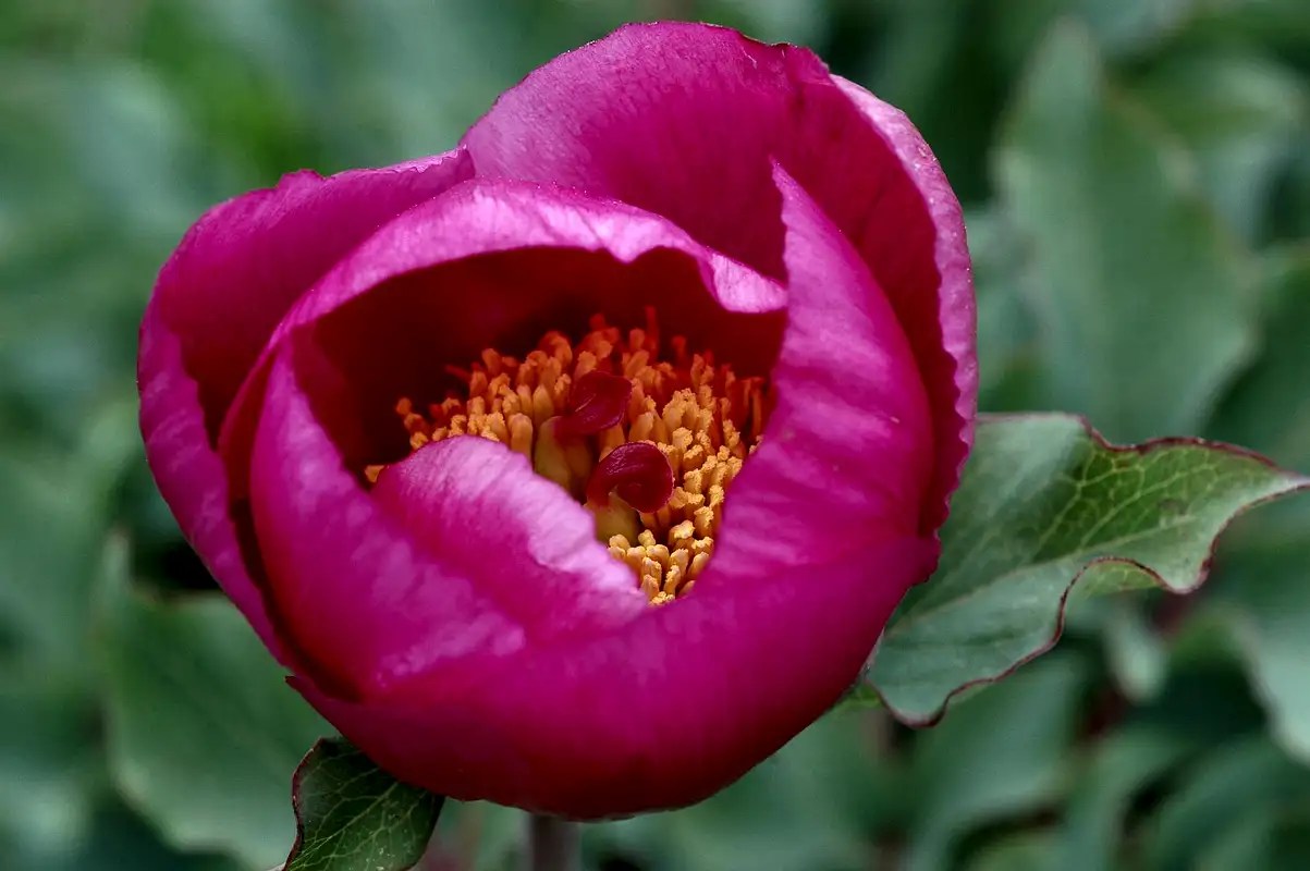 Spain wild flowers Photo Albums SummitPost