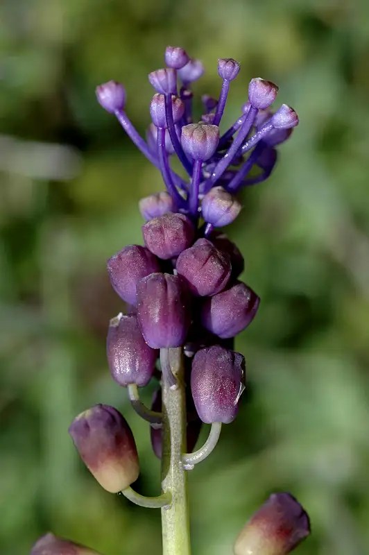 Spain wild flowers Photo Albums SummitPost