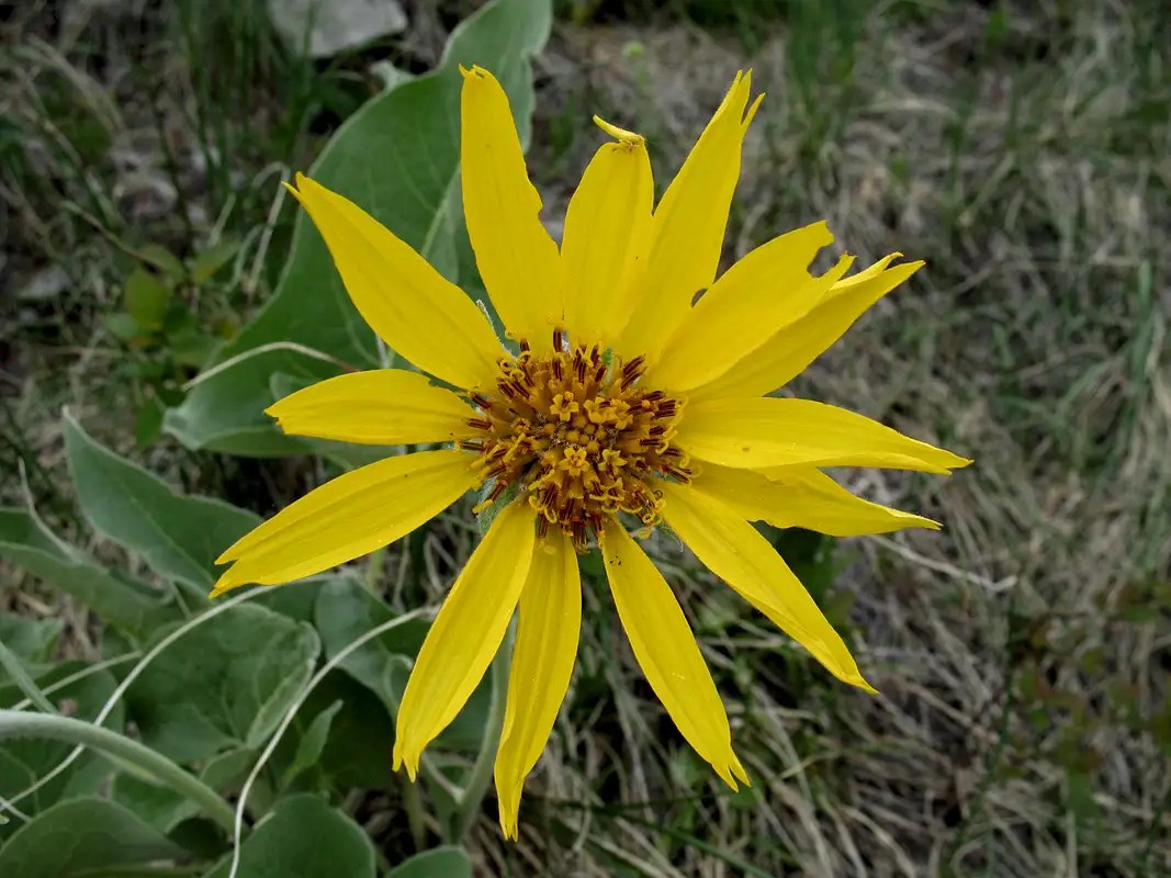 Yellow Wildflower Photos, Diagrams & Topos SummitPost