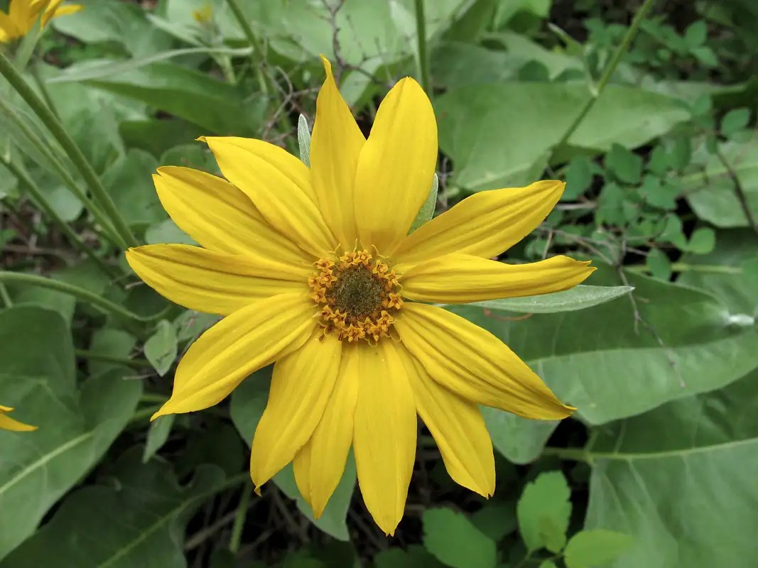 Yellow Wildflower Photos, Diagrams & Topos SummitPost