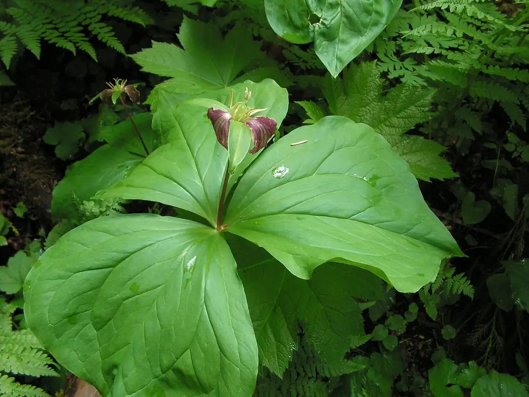 Forest Flowers Photos, Diagrams & Topos SummitPost