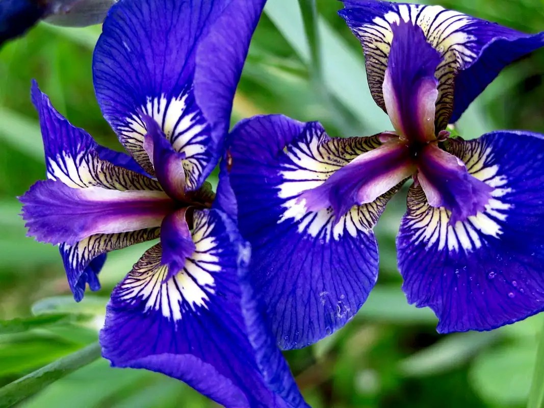 Wild Iris Photos, Diagrams & Topos SummitPost