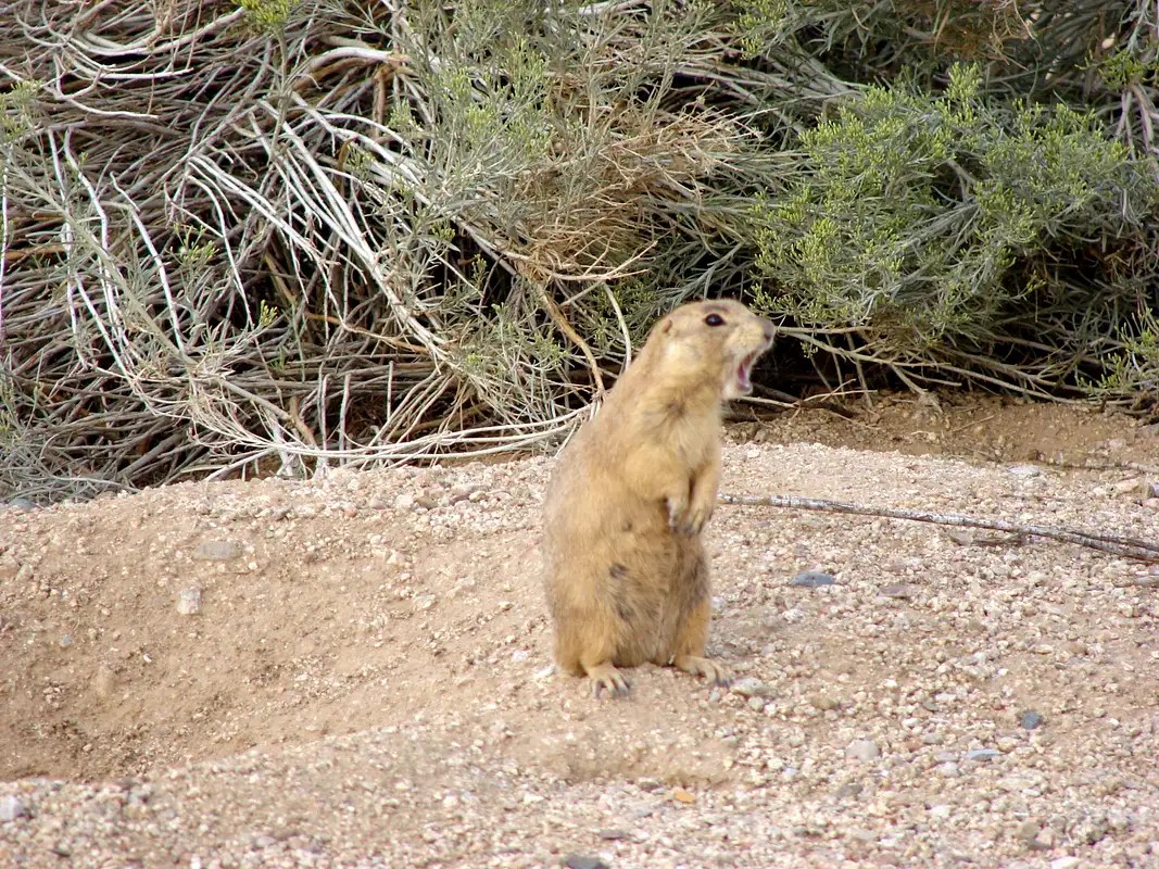 Sandia Mountain Wildlife Photo Albums SummitPost