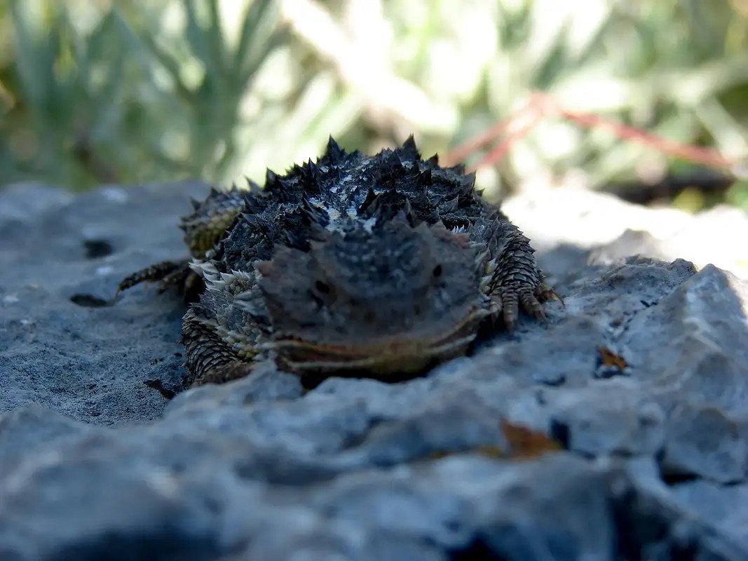 Sandia Mountain Wildlife Photo Albums SummitPost
