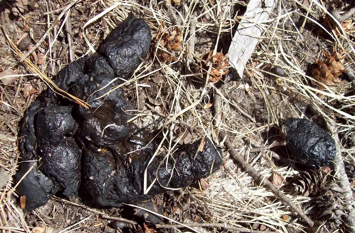 Black Bear Scat Photos, Diagrams & Topos SummitPost