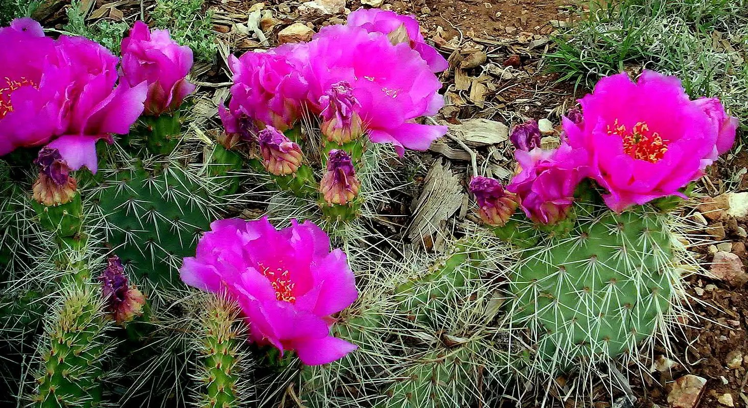 Grizzly Bear Cactus ? Photos, Diagrams & Topos SummitPost