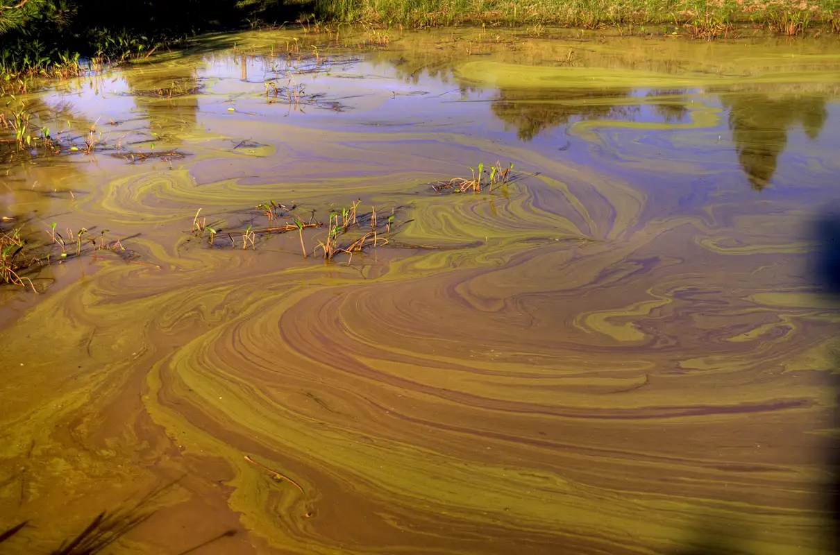 Stagnant but Colorful Pond Photos, Diagrams & Topos SummitPost