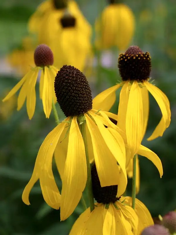 Yellow Coneflower Photos, Diagrams & Topos SummitPost