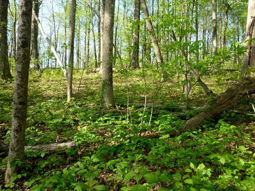 Hardwood Hardwood Forest