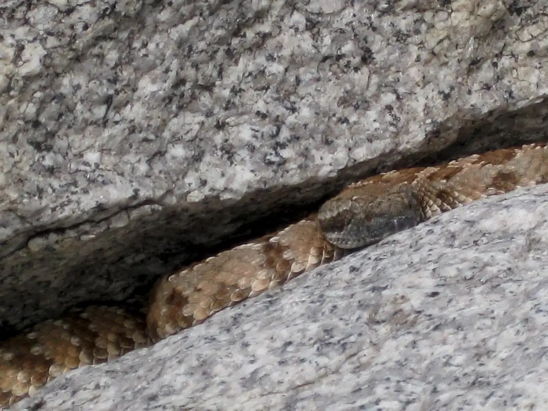 Rattlesnake Bites California