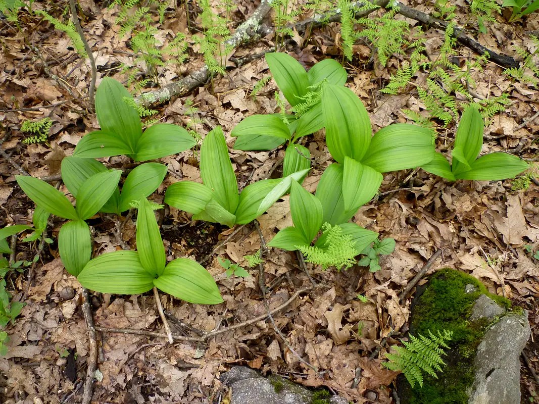Diverse forest ground cover Photos, Diagrams & Topos SummitPost