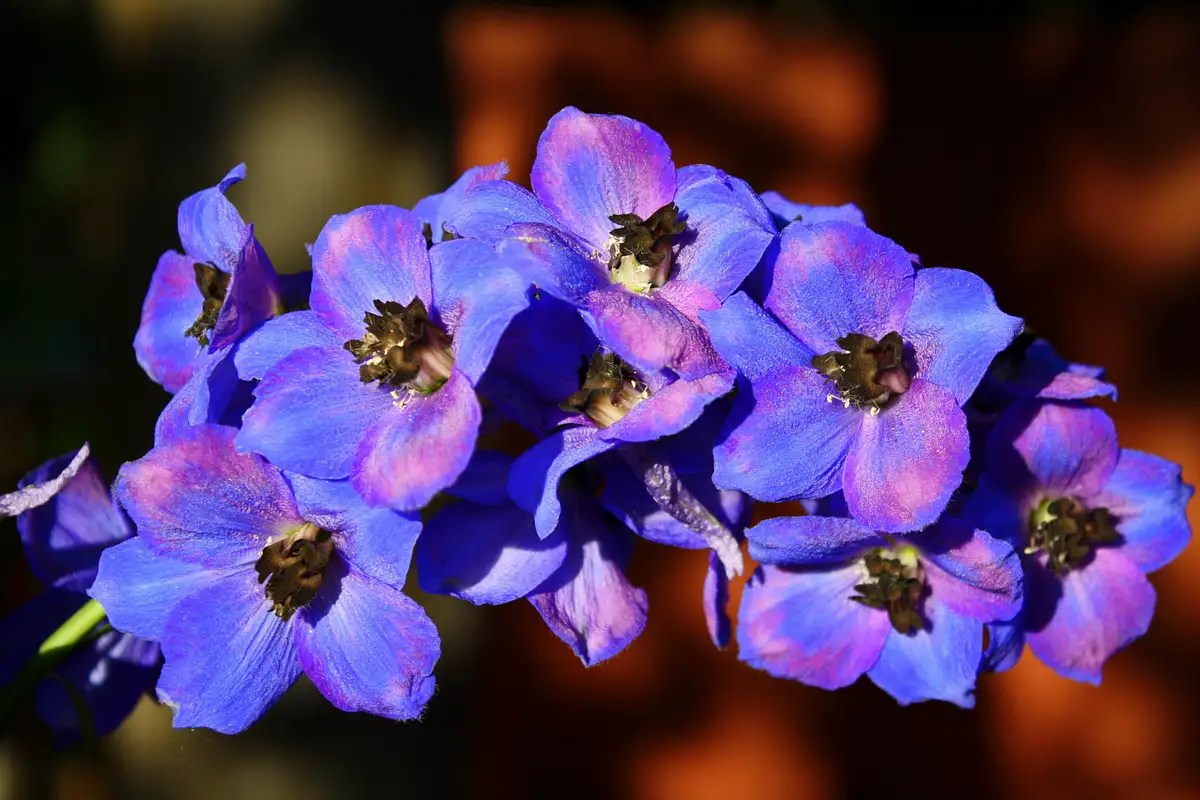 Some Cool Flowers Photos, Diagrams & Topos SummitPost