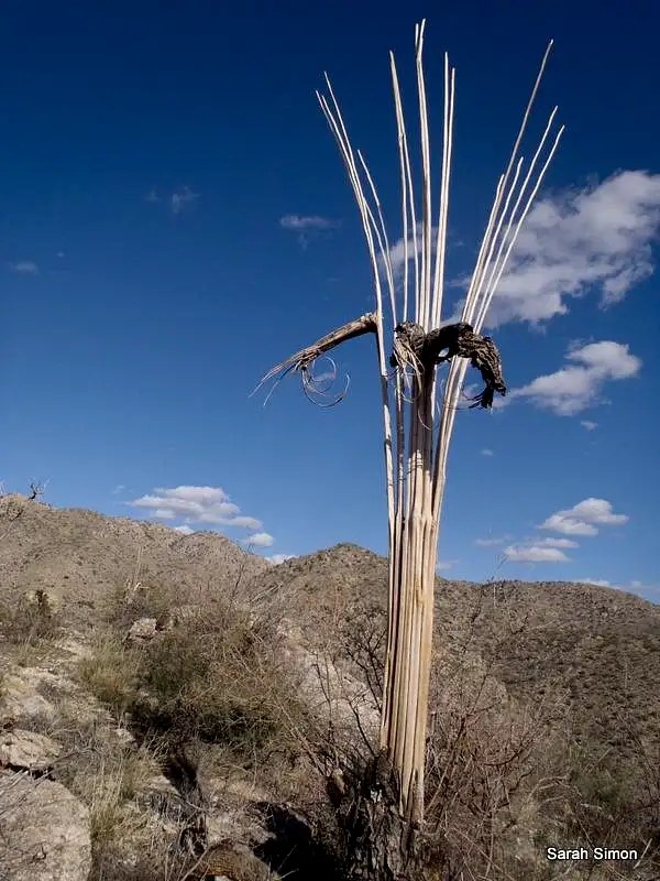 Saguaro ribs Photos, Diagrams & Topos SummitPost