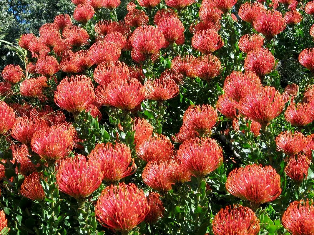 Pincushion protea Photos, Diagrams & Topos SummitPost