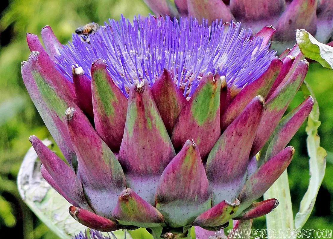 Bee and Artichoke flower. Photos, Diagrams & Topos SummitPost