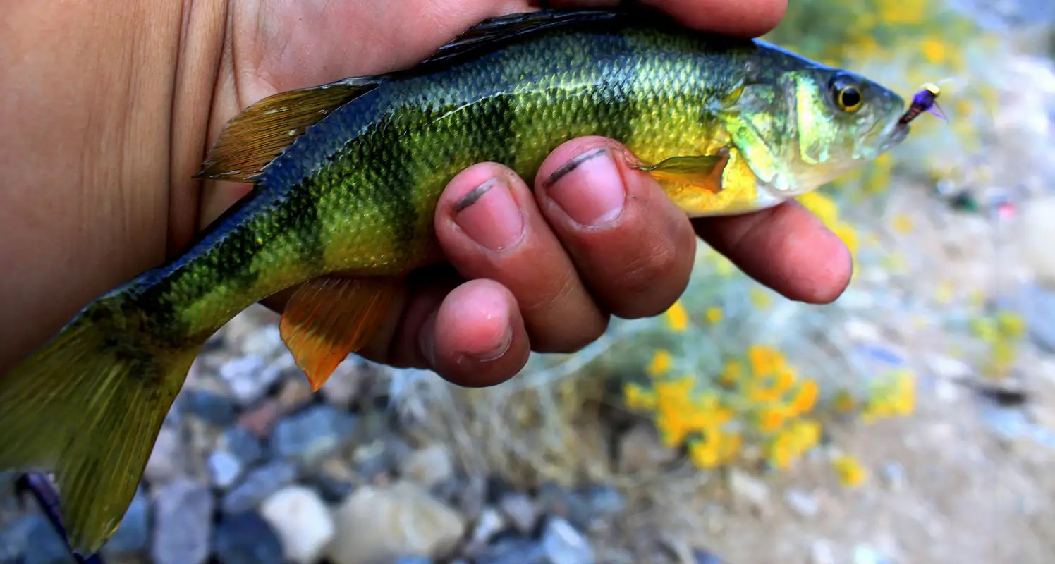 Yellow Perch Photos, Diagrams & Topos SummitPost