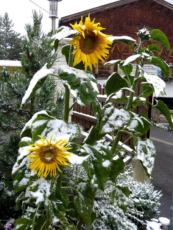 Sunflowers in the snow Photos, Diagrams & Topos SummitPost