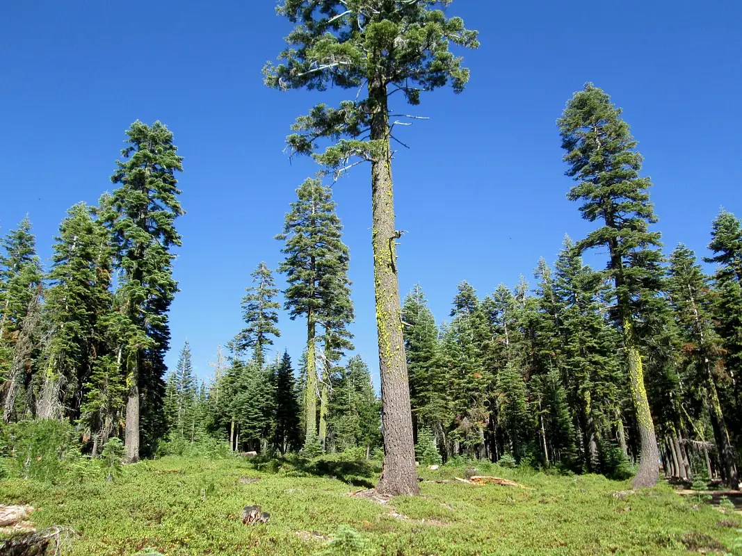 White Fir Photos, Diagrams & Topos SummitPost