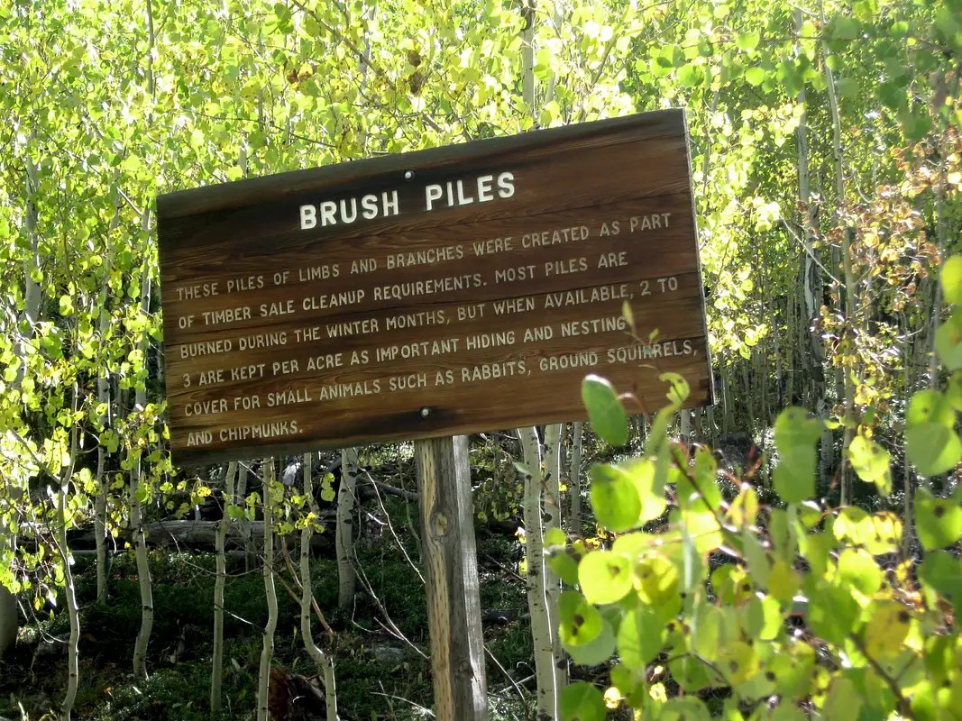 Brush Pile info Photos, Diagrams & Topos SummitPost