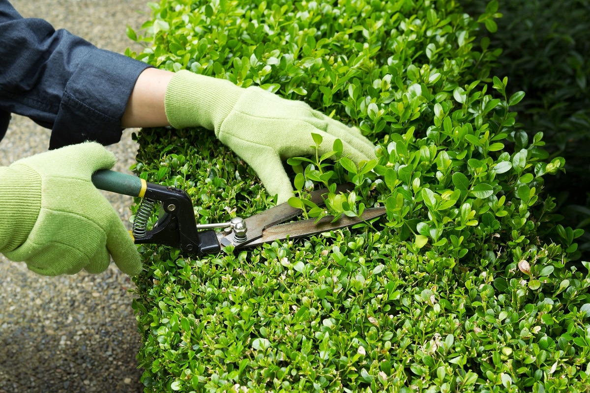 A Homeowner's Guide To Trimming Hedges And Shrubs