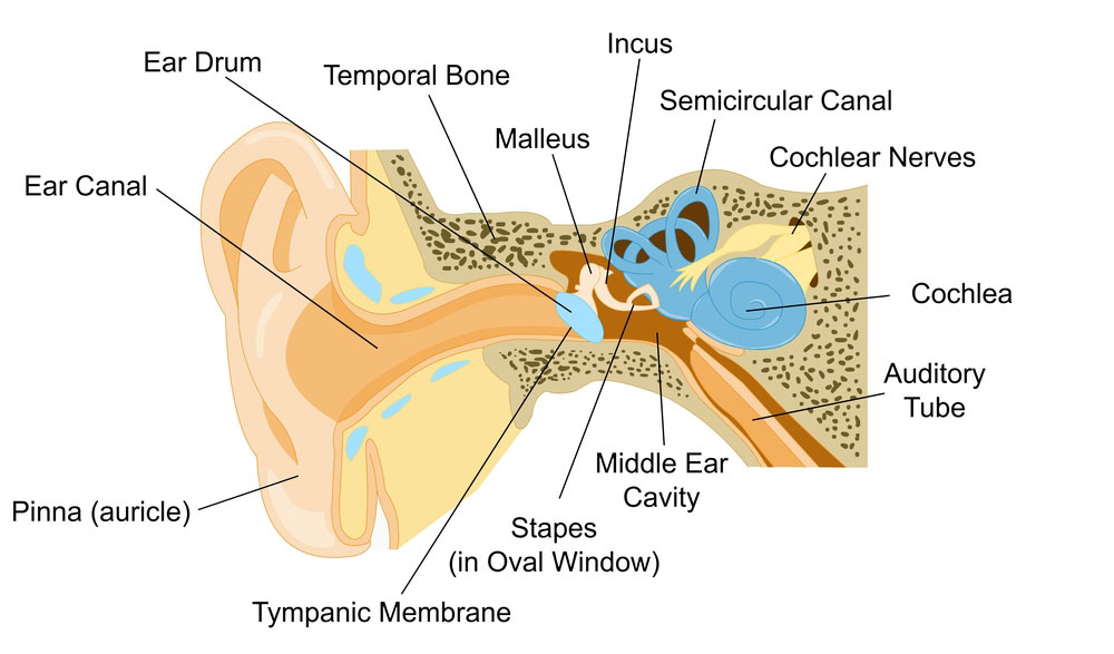 Ear Archives Sun Gazing