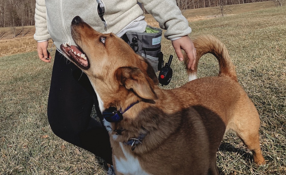 Dog Training in Frederick, MD Sunchaser Kennels