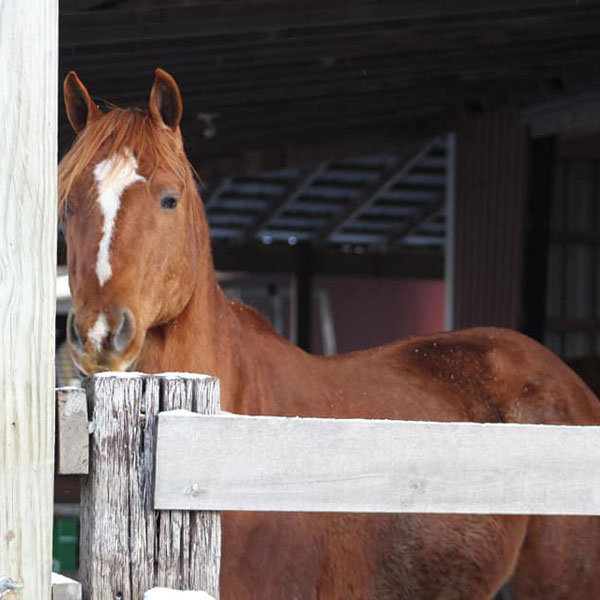 Home Grand Ledge, MI Sundance Riding Stables