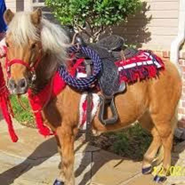 Home Grand Ledge, MI Sundance Riding Stables