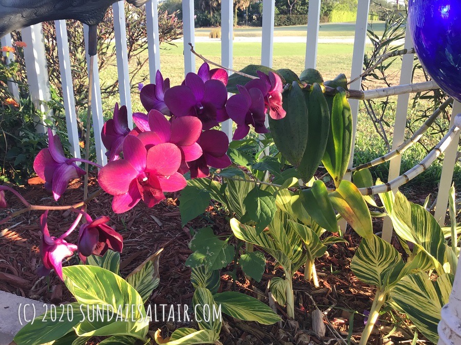 Why Has My Orchid Suddenly Changed Color? The Mystery Of Color Changing Orchids SunDaze SaltAir