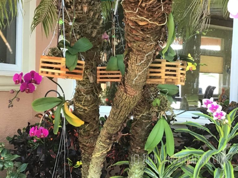 How To Grow Orchids In Wood Baskets (With Pictures) SunDaze SaltAir