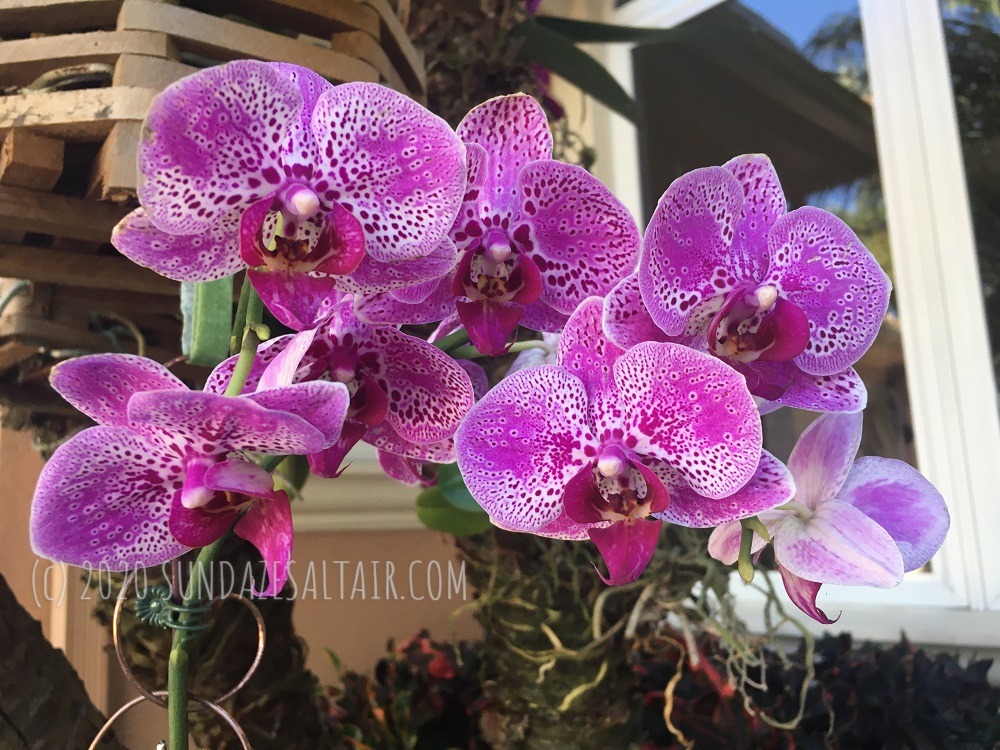 What Is The Lowest Temperature Orchids Can Tolerate