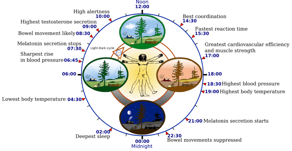 Our internal clock governs our health and wellness Sunlight Inside