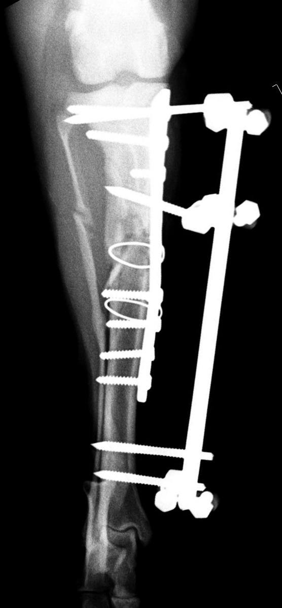 Orthopedic Surgery for Dogs and Cats Sunnyside Vet Clinic