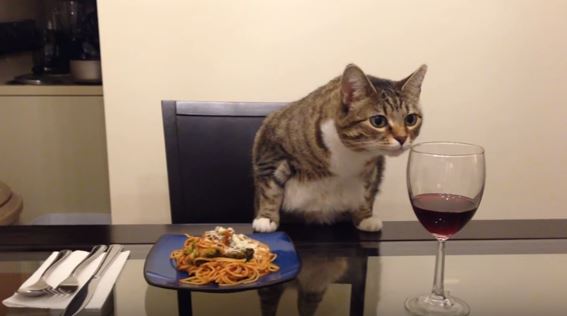 11 adorably romantic dinner dates that will make you and your cat jealous