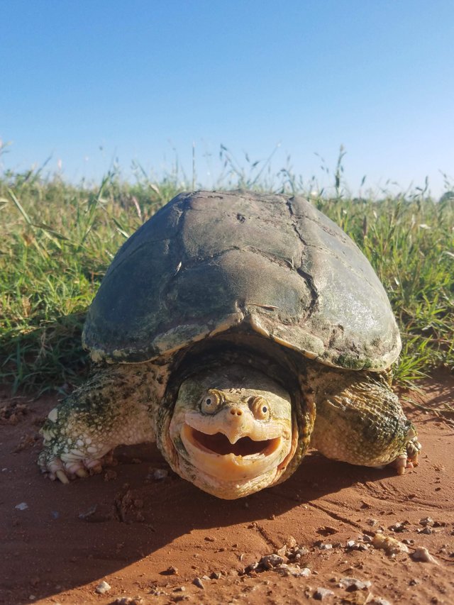 Photogenic snapping turtle