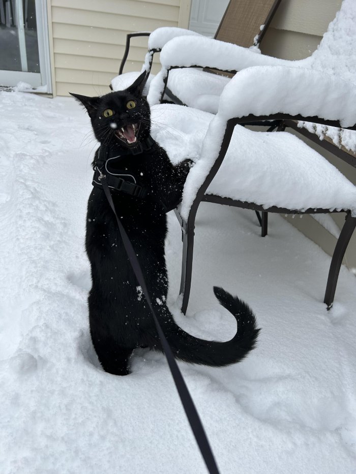 Cat doesn't like the snow