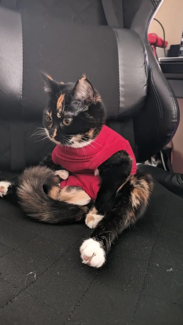 Feline Fashion Funnies Cats In Onesies After Surgery