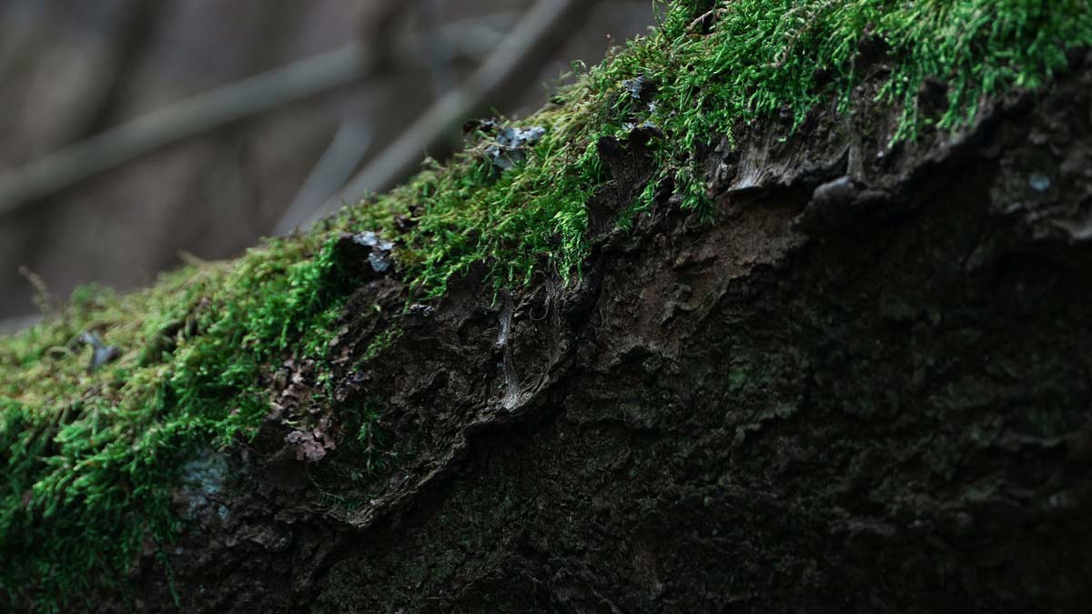 5 Ways to Use Moss for Outdoor Survival SunnyScope