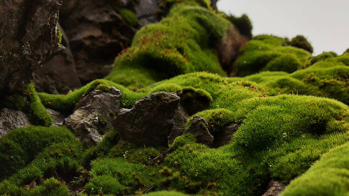 5 Ways to Use Moss for Outdoor Survival SunnyScope