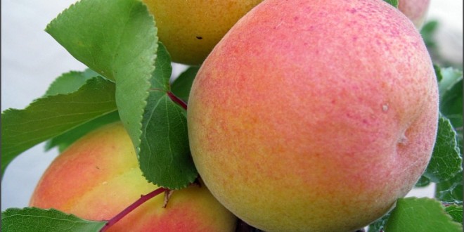 Apricot Royal Blenheim SunnyvaleGarden
