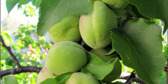 Apricot Royal Blenheim SunnyvaleGarden