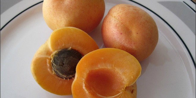 Apricot Royal Blenheim SunnyvaleGarden
