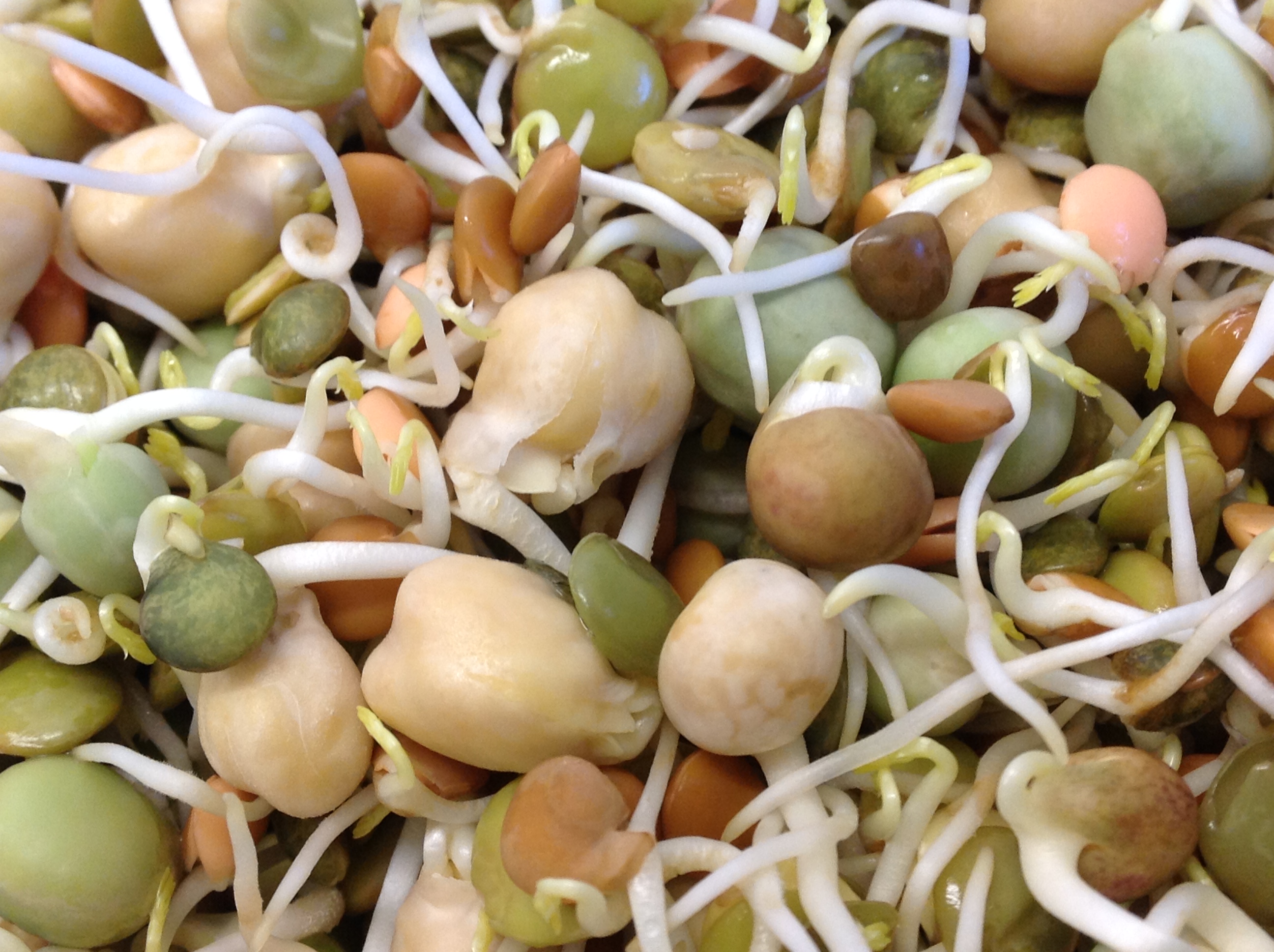 Sprouted bean mix