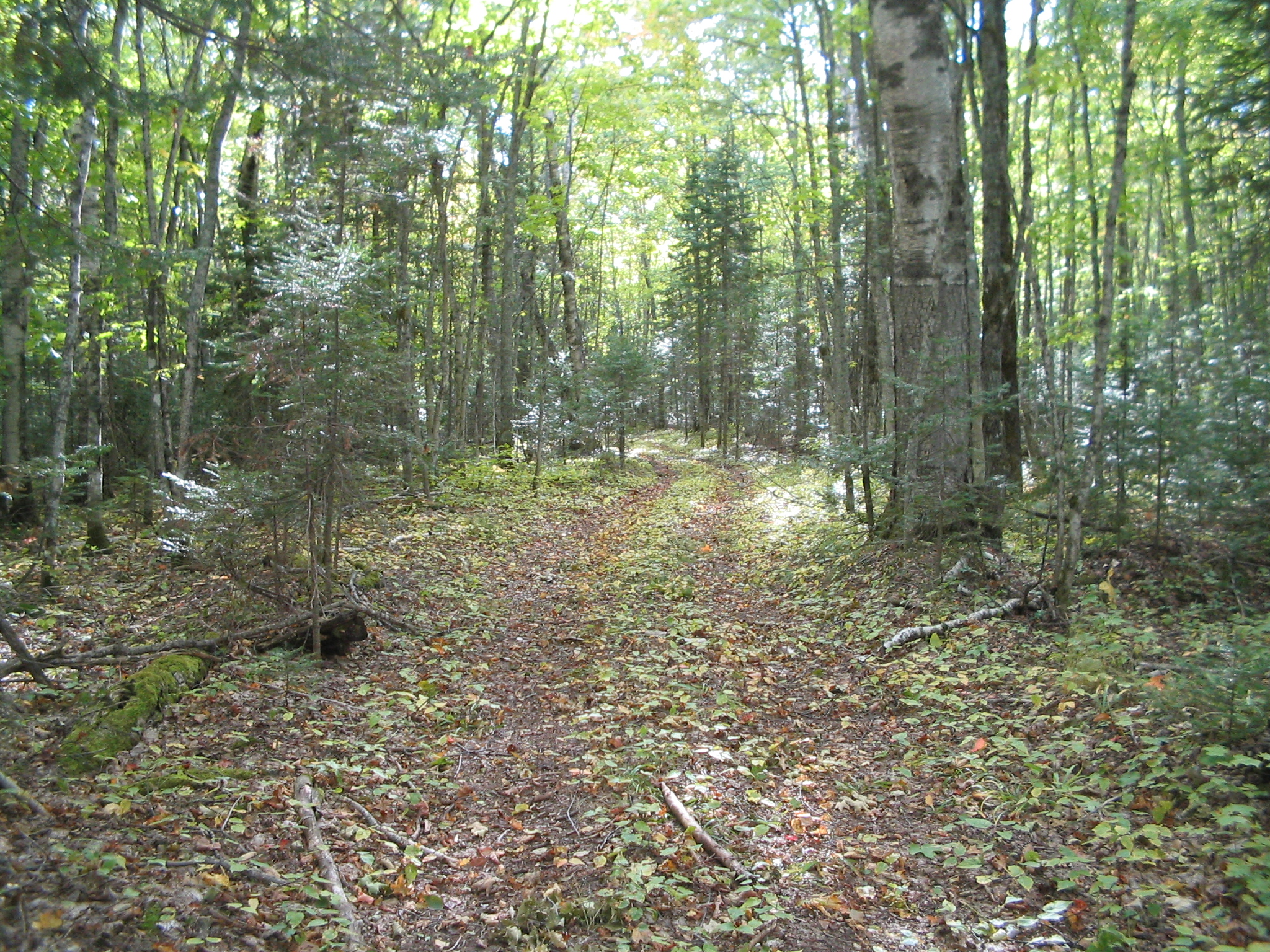 One of many hiking trails One of several Beaver dams on hiking